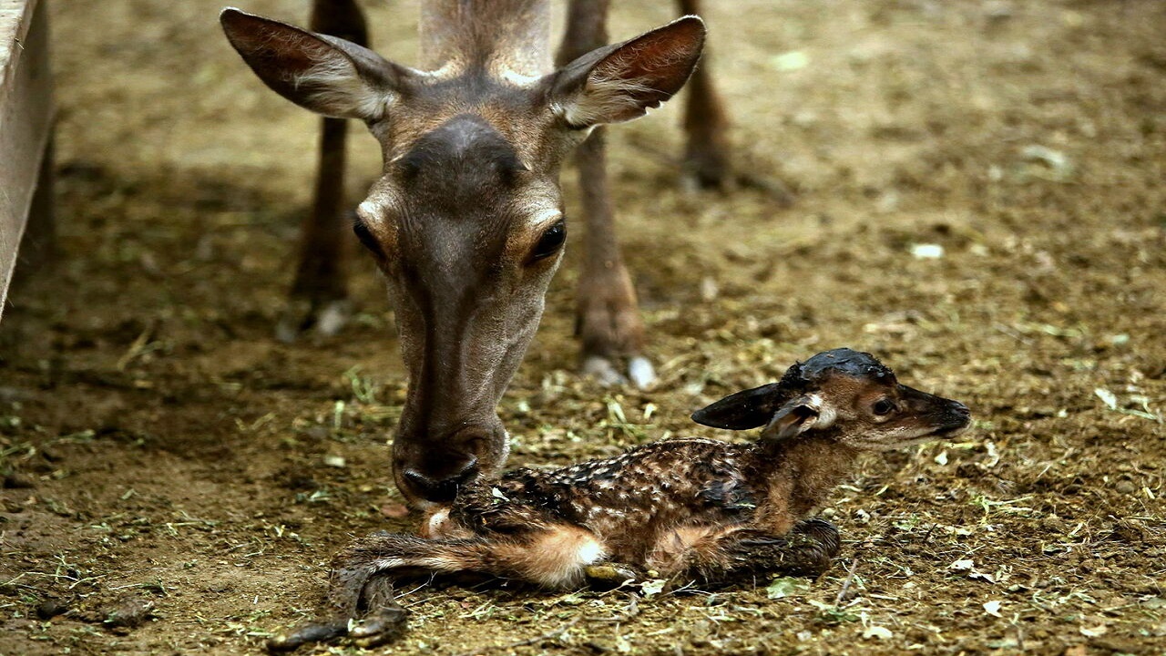تولد یک بچه گوزن قرمز در پارک جنگلی قرق