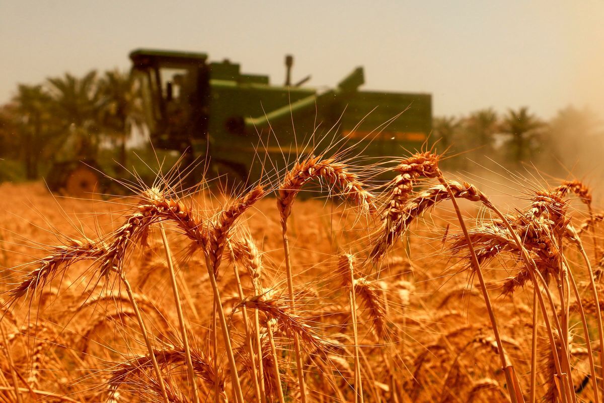 نرخ خرید تضمینی گندم برای کشاورزان مناسب است