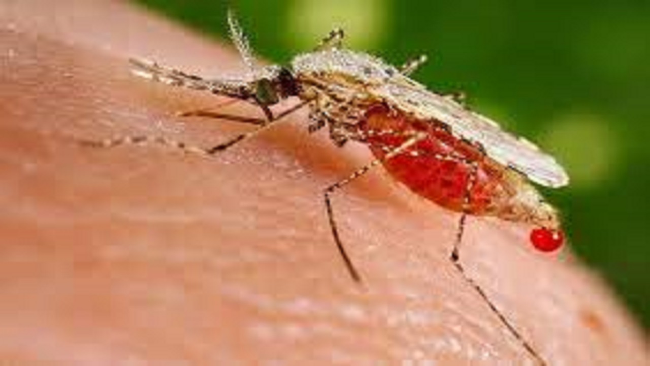 افزایش موارد مالاریا در جنوب سیستان و بلوچستان