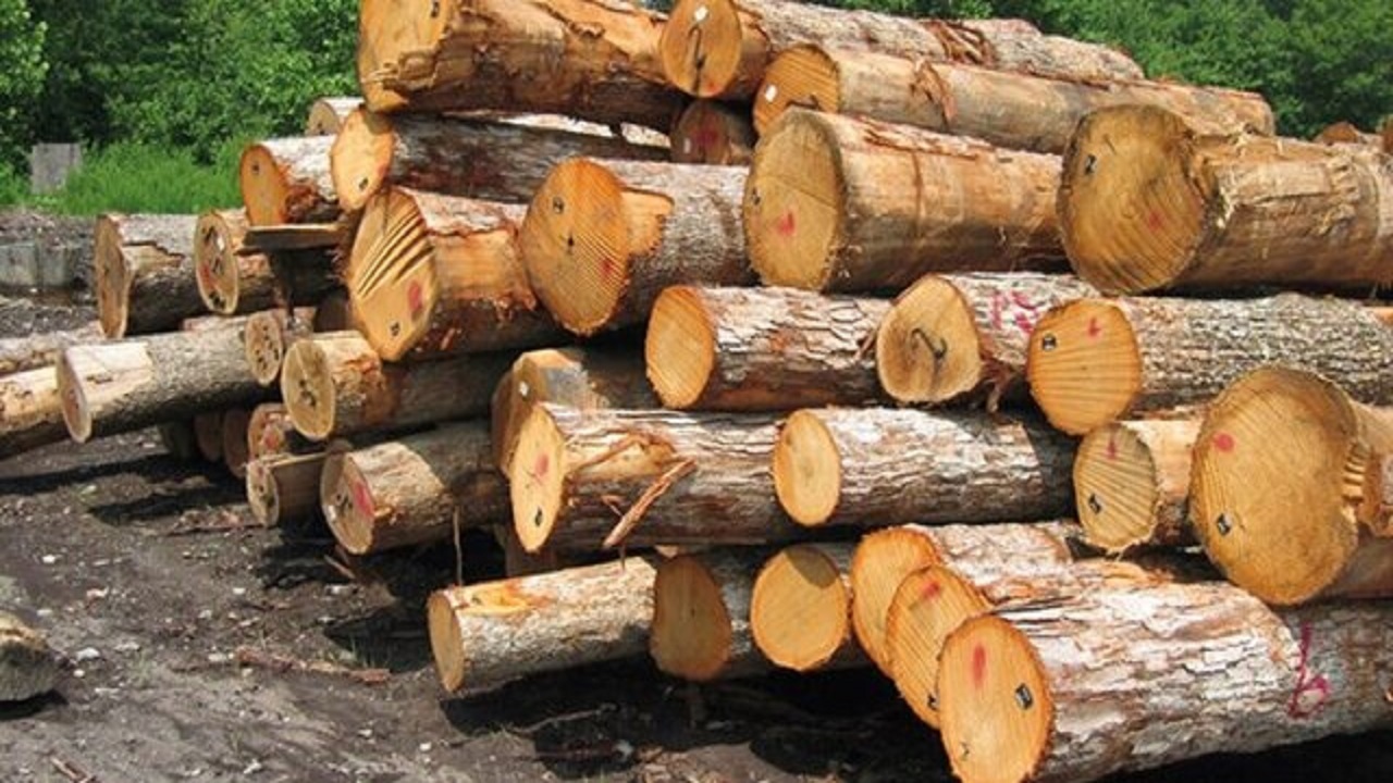تولید ۱.۲ میلیون اصله نهال برای اجرای طرح زراعت چوب در استان کرمانشاه