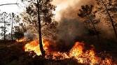 باشگاه خبرنگاران -ایجاد ۱۵۰۰ کیلومتر آتش‌بُر در جنگل‌های کرمانشاه