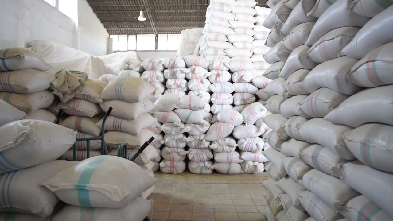 افزایش مراکز خرید برنج در شهرستان بابل + فیلم
