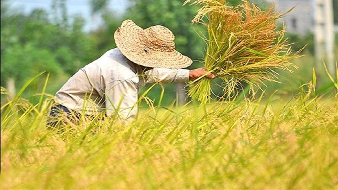 برداشت ۶۰ درصد گندم تولیدی در چرام