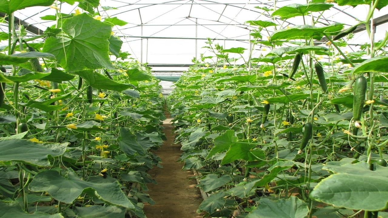 تولید سالانه هزار و ۱۳۸ تن سبزی و صیفی گلخانه‌ای در شهرستان قزوین