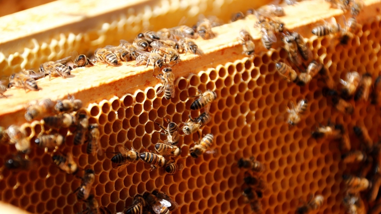 تولید عسل یعنی یک اقتصاد شیرین/ چهارمحال و بختیاری سرزمینی رویایی برای زنبور‌های عسل