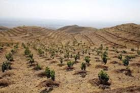 ایجاد ردیف بودجه ناجی استمرار طرح کاشت یک میلیارد درخت