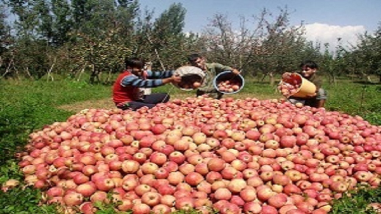 ۱۰ هزار تن سیب گلاب در بروجرد برداشت می‌شود