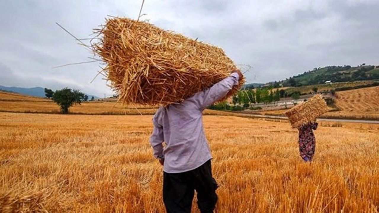 خرید تضمینی بیش از ۱۲هزار و ۵۰۰ تن گندم در نیشابور