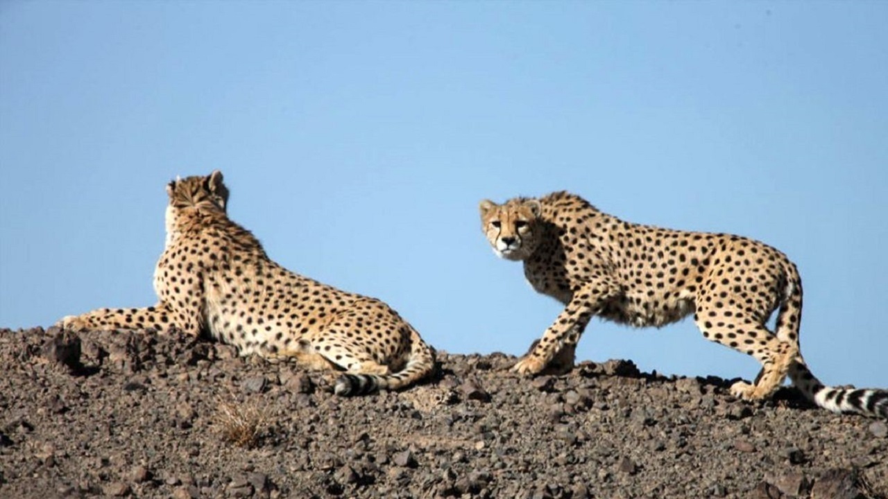 دورخیز بلند استان سمنان برای حفظ یوزپلنگ از خطر انقراض