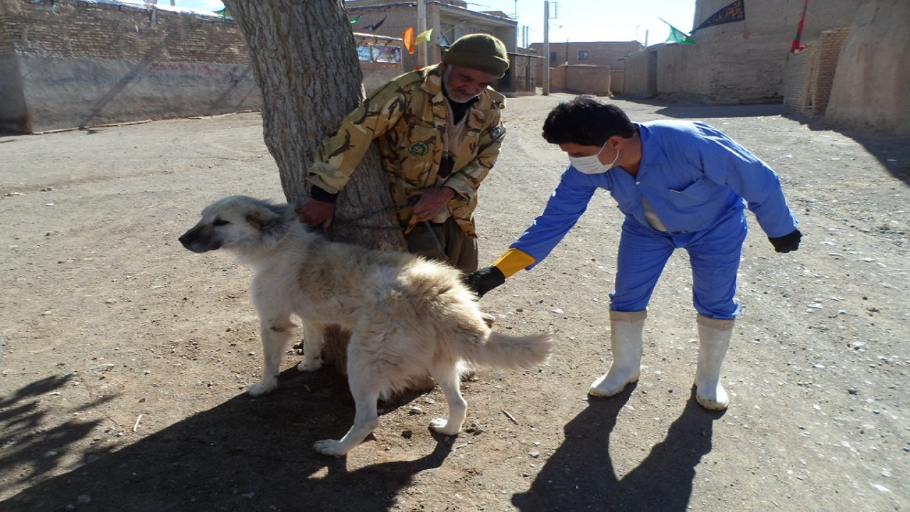 از ابتدای سال تاکنون ۴ هزار و ۷۴۲ قلاده سگ در برابر بیماری هاری در واحد‌های دامی استان واکسینه شده اند.