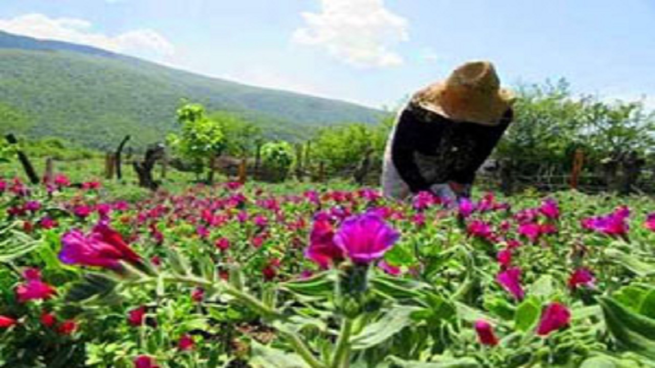 شناسایی ۳۰۰ گونه گیاهی با خواص دارویی در مازندران