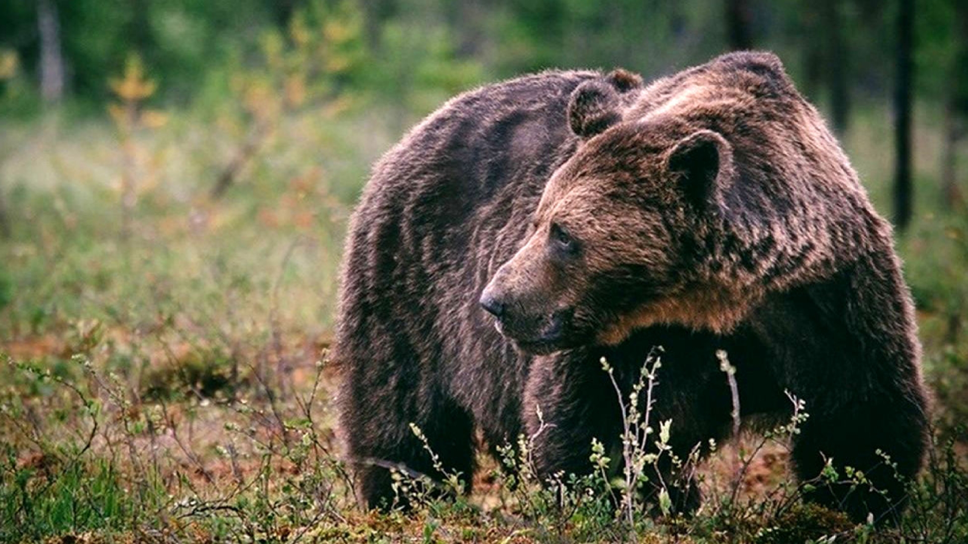 شکار یک گوزن غول پیکر توسط خرس + فیلم