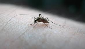 شناسایی یک مورد ابتلا به مالاریا در رودبار جنوب