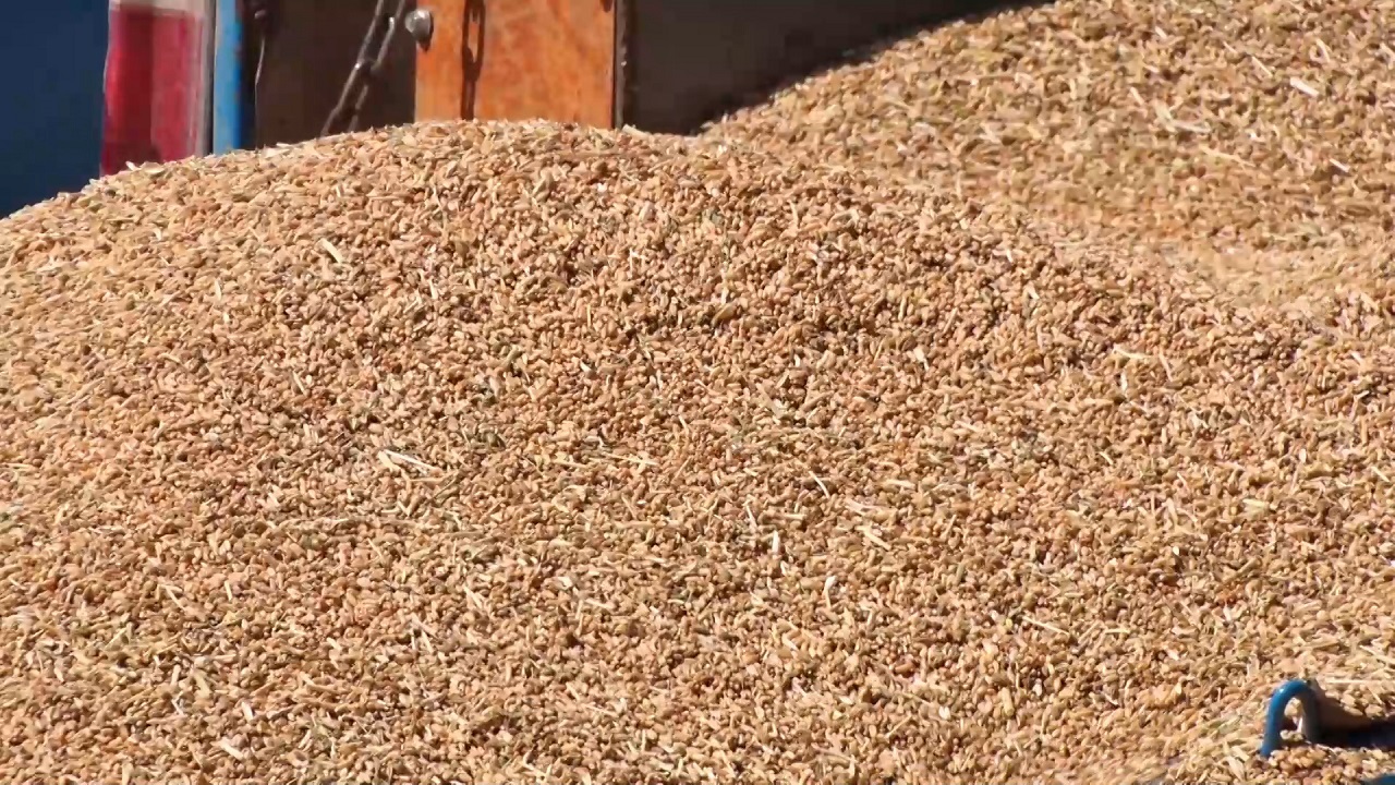 خرید حدود ۸۰ هزارتن گندم از کشاورزان استان اصفهان