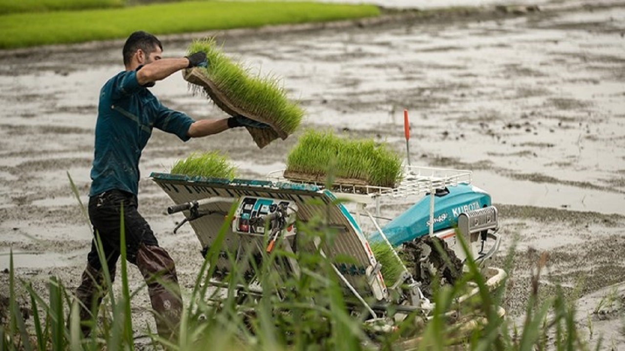 کشت برنج بدون استفاده از آفت کش های شیمیایی در حال گسترش است