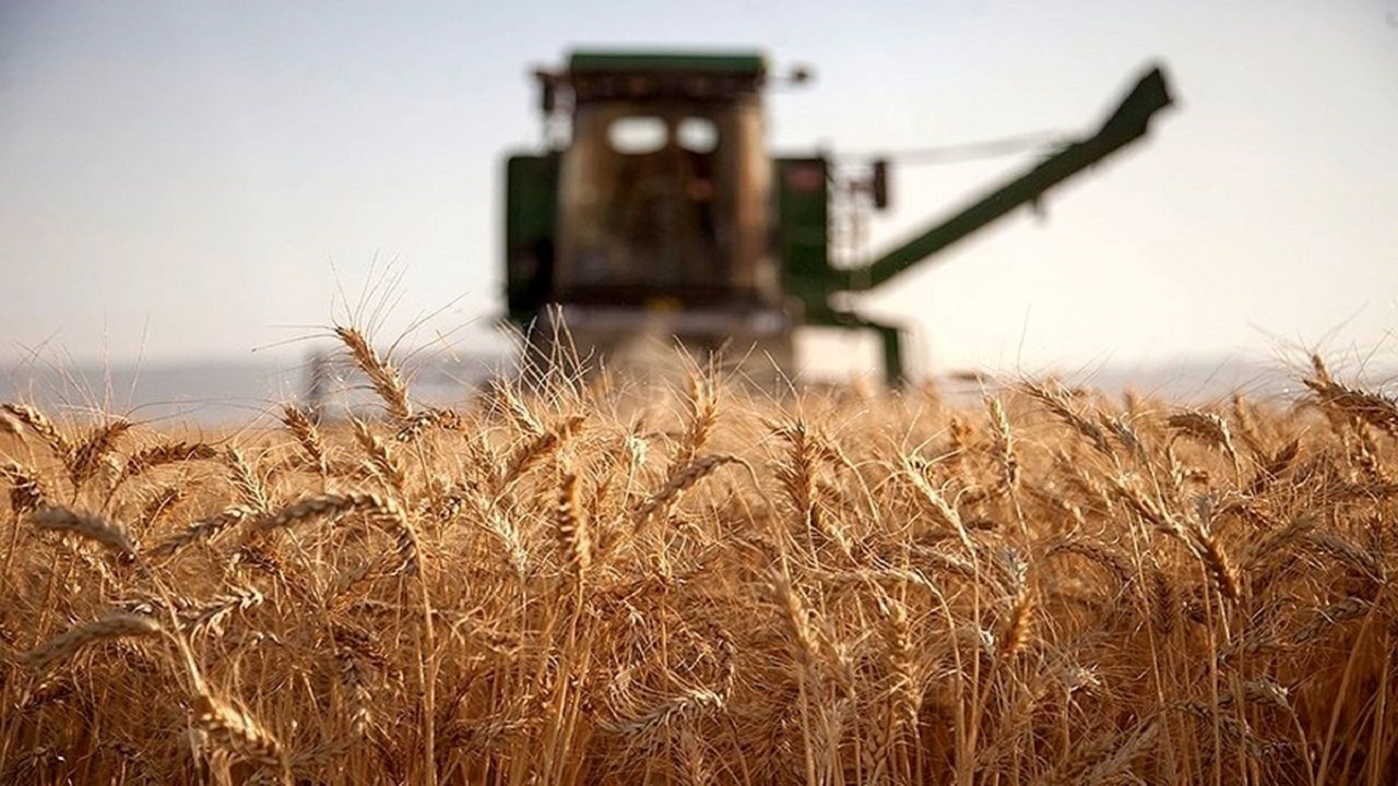 خریداری بیش از ۴۶۰ هزار تن گندم از کشاورزان لرستانی