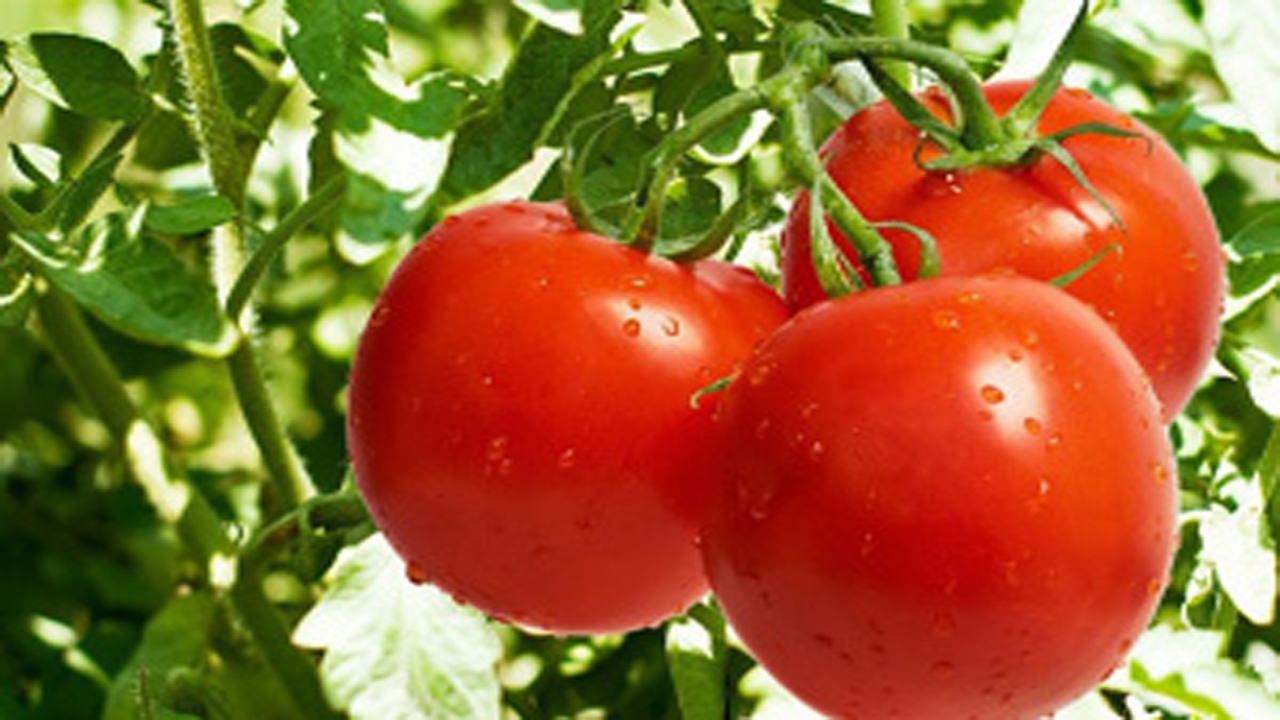 ۶ میلیون تن گوجه فرنگی در کشور تولید می شود