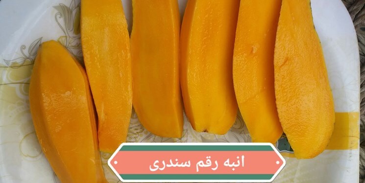 انبه رقم سندری