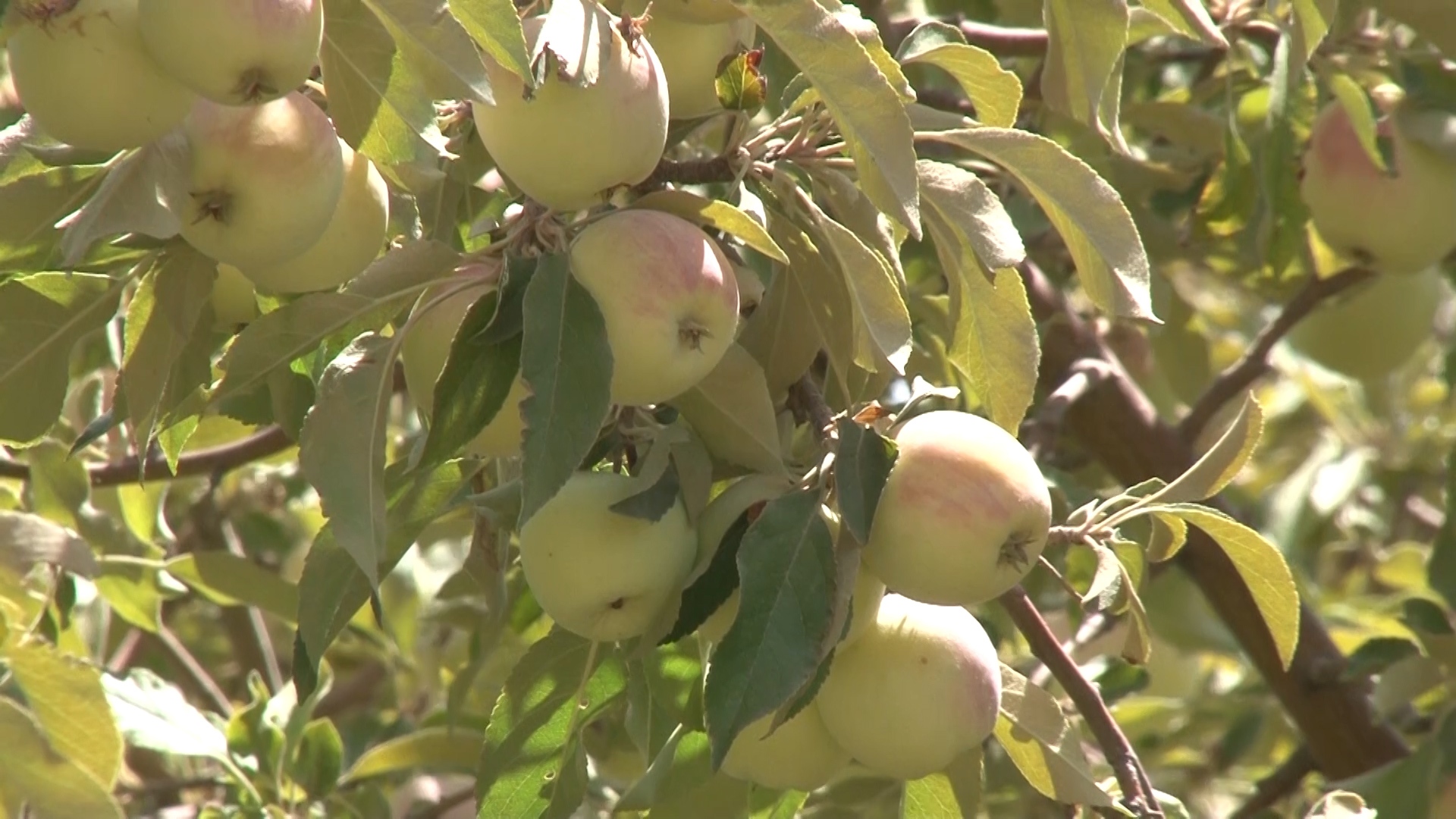 سود برداشت سیب درختی فریدونشهر در جیب دلالان