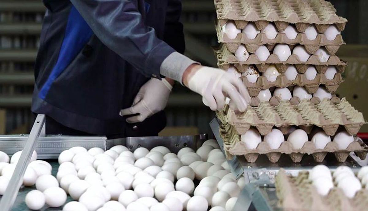 باشگاه خبرنگاران -قیمت انواع تخم مرغ در بازار