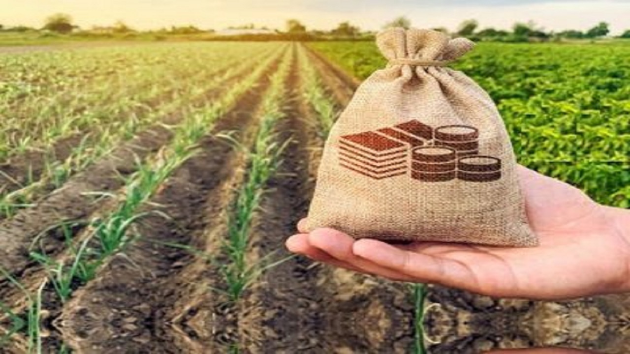 بیمه محصولات کشاورزی چتری برای کاهش ریسک‌ تولید