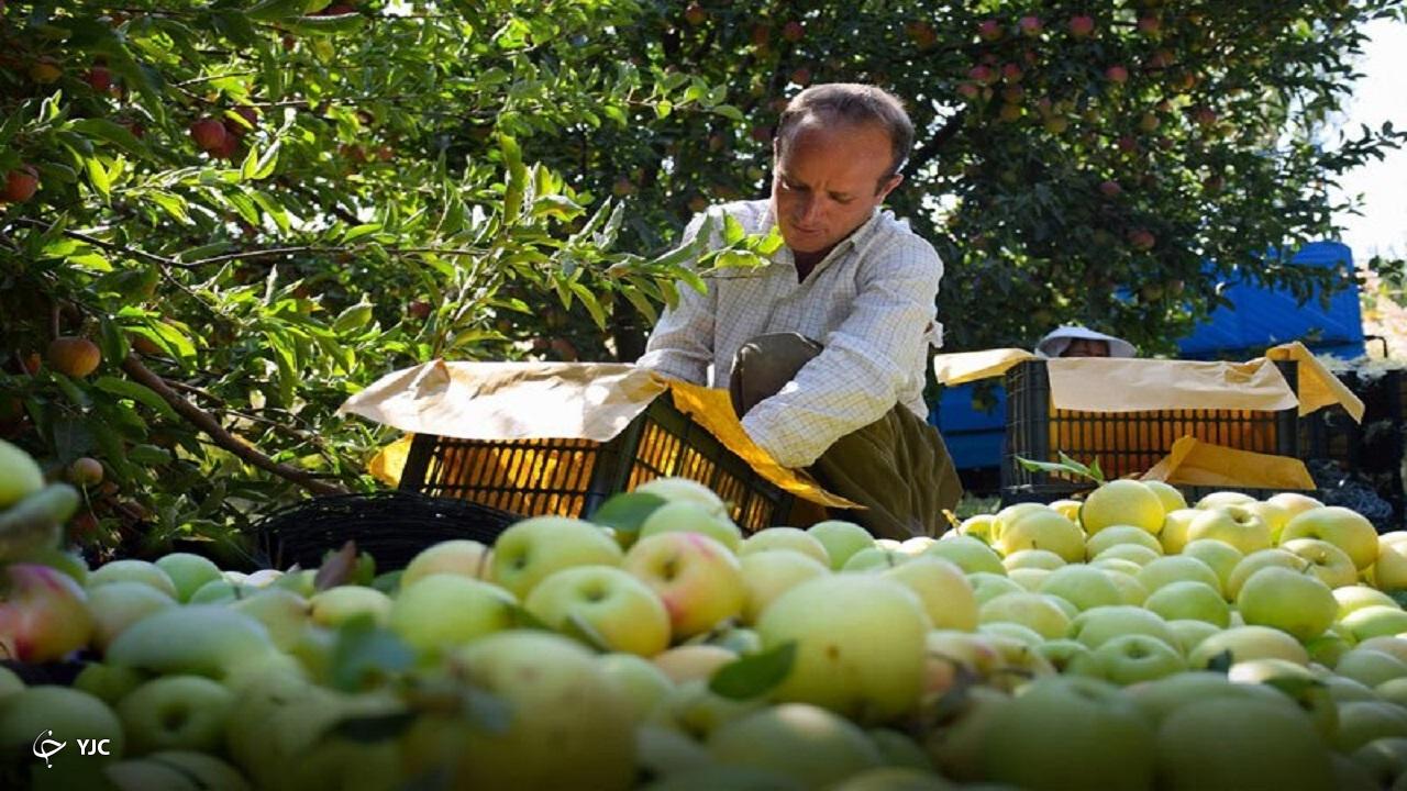 تولید بیش از ۴۸ هزار تن سیب در میاندوآب