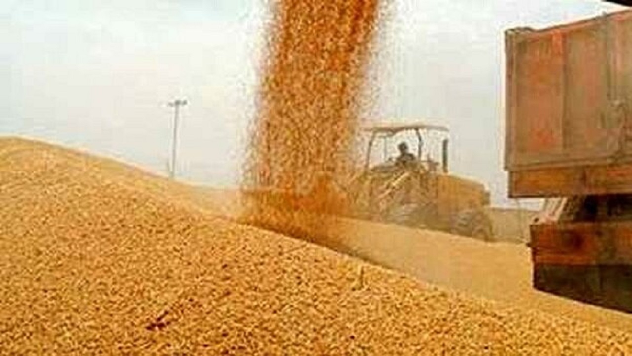 خرید بیش از ۲۶ تن گندم در تعاونی‌های خراسان شمالی