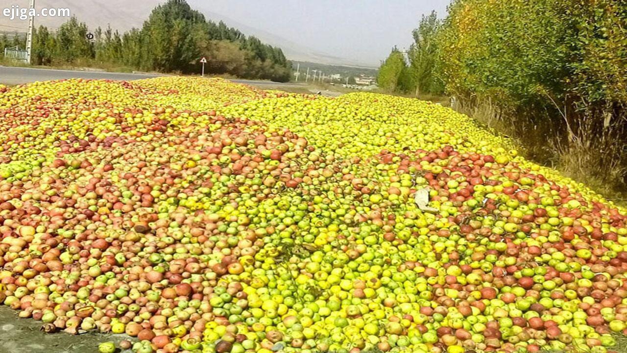 آغاز خرید توافقی سیب صنعتی در آذربایجان‌غربی