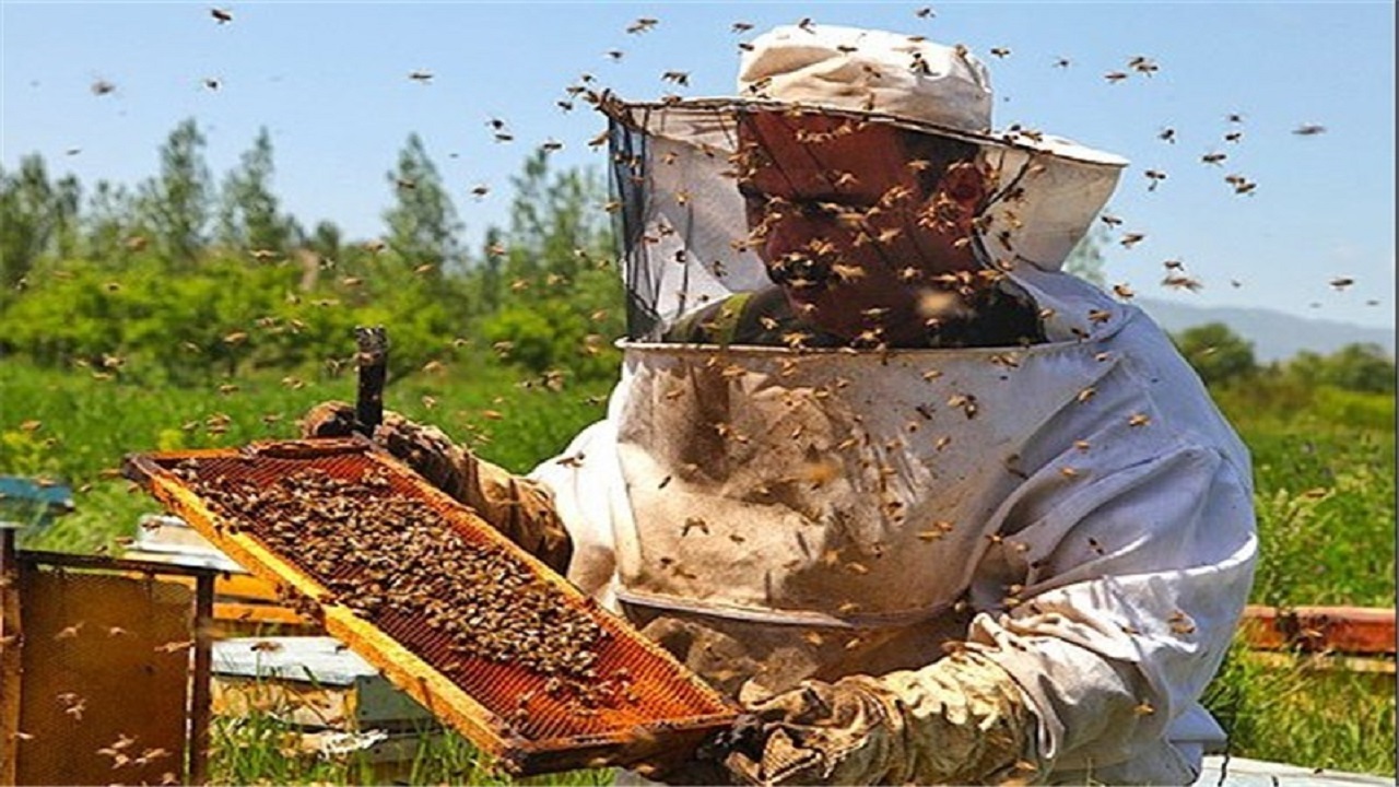 دلفان قطب زنبورداری لرستان/ تولید سالانه بیش از ۱۰۰۰ تن عسل