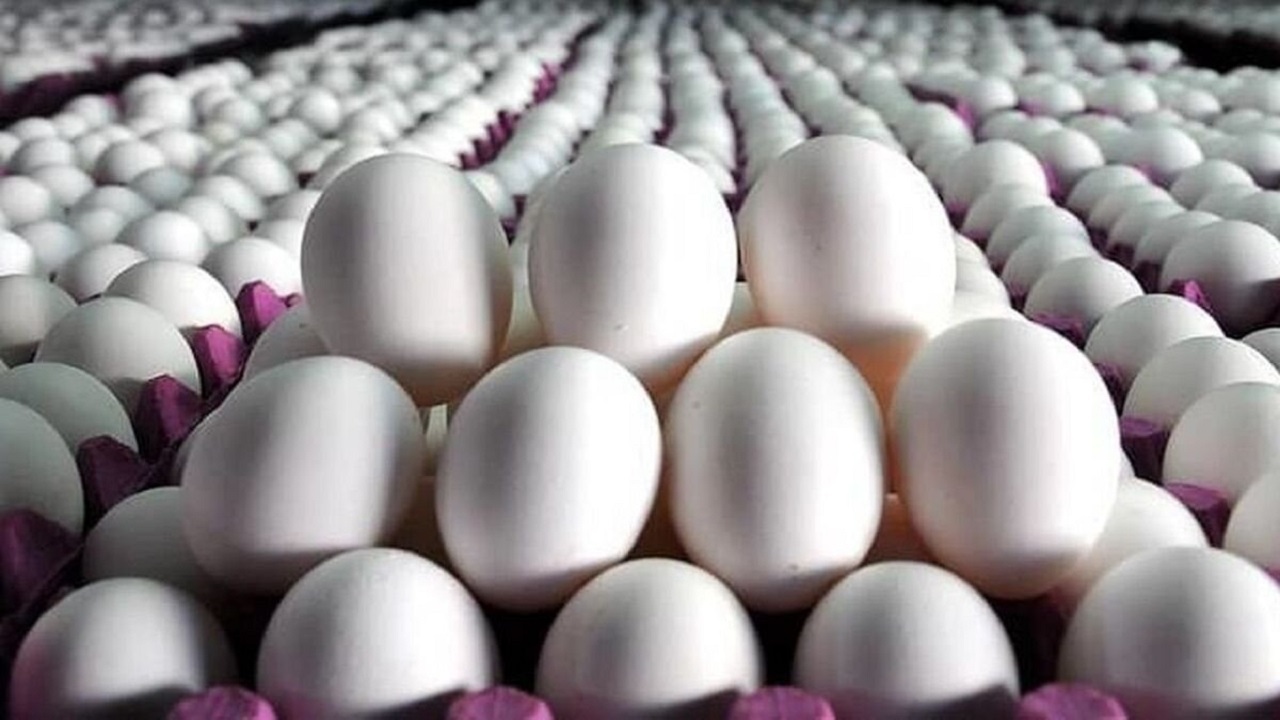 صادرات تخم مرغ به ارزش ۱۰۰ میلیون دلار