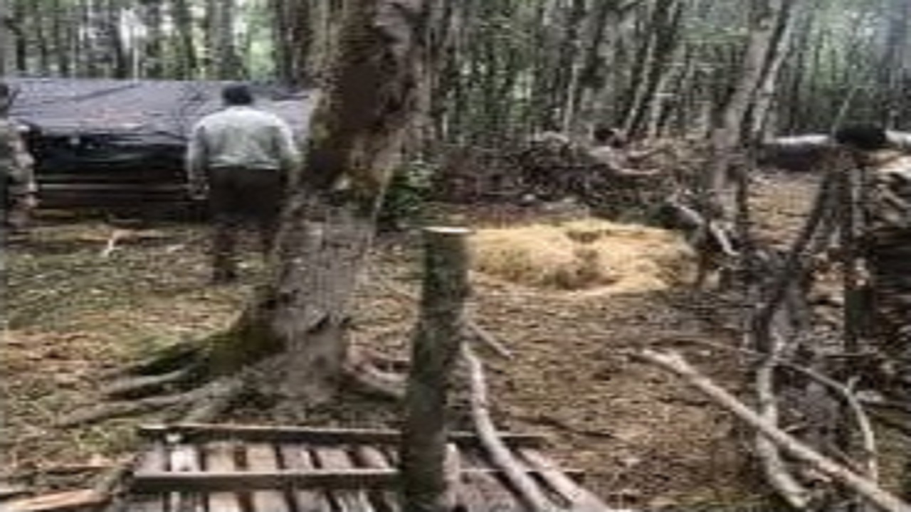 خروج دام‌های غیر مجاز از جنگل میاندورود