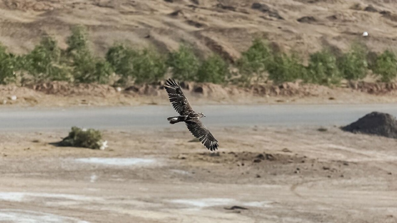 رهاسازی ۱۹ پرنده شکاری در زیستگاه‌های طبیعی شرق تهران