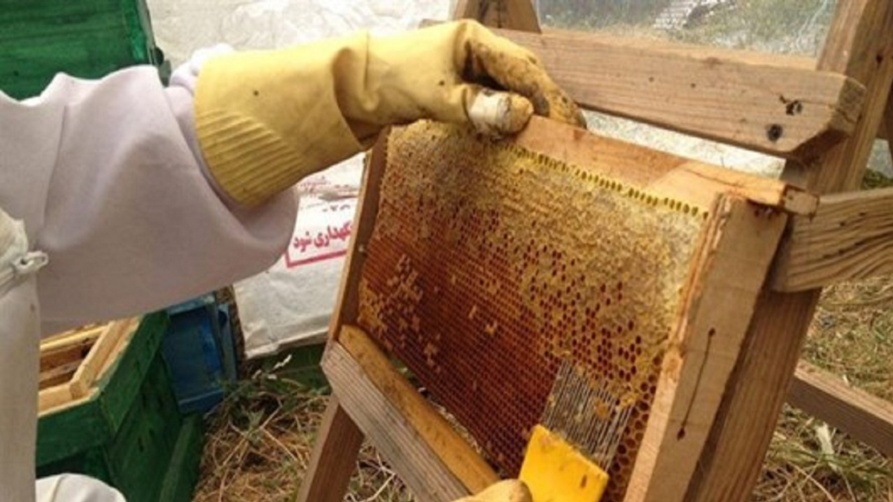 تولید افزون بر ۷۵۰۰ کیلوگرم عسل طبیعی در خاش