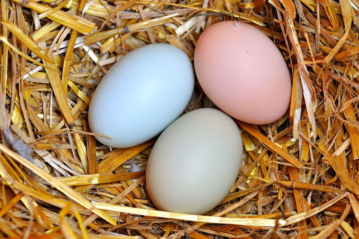 قیمت انواع تخم مرغ و تخم پرندگان در بازار