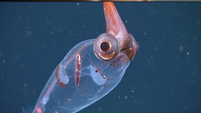 کشف یک ماهی مرکب عجیب در اعماق آب‌ها
