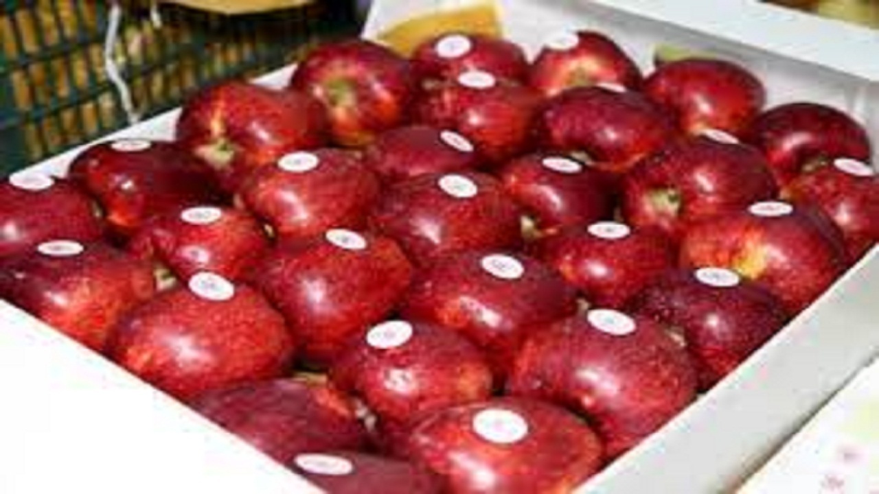 صادرات سیب آذربایجان شرقی به بیش از ۱۰ کشور جهان