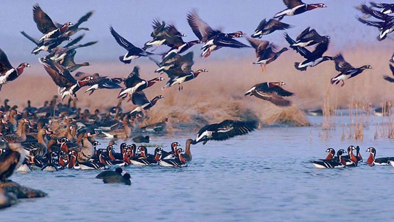 خوزستان عاری از آنفولانزای فوق حاد پرندگان 

 