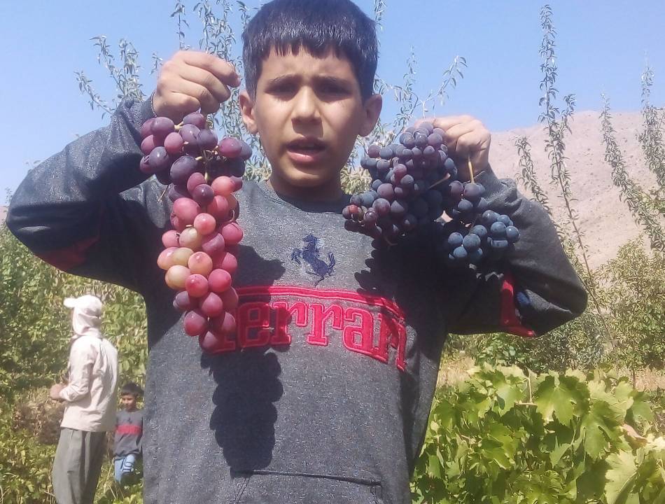 پربار شدن باغ‌های روستای جغدان با برداشت انگور