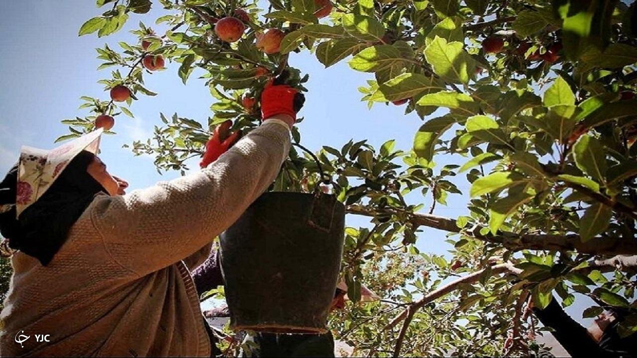 برداشت بیش از ۱۳۰ هزار تن سیب در مهاباد آغاز شد