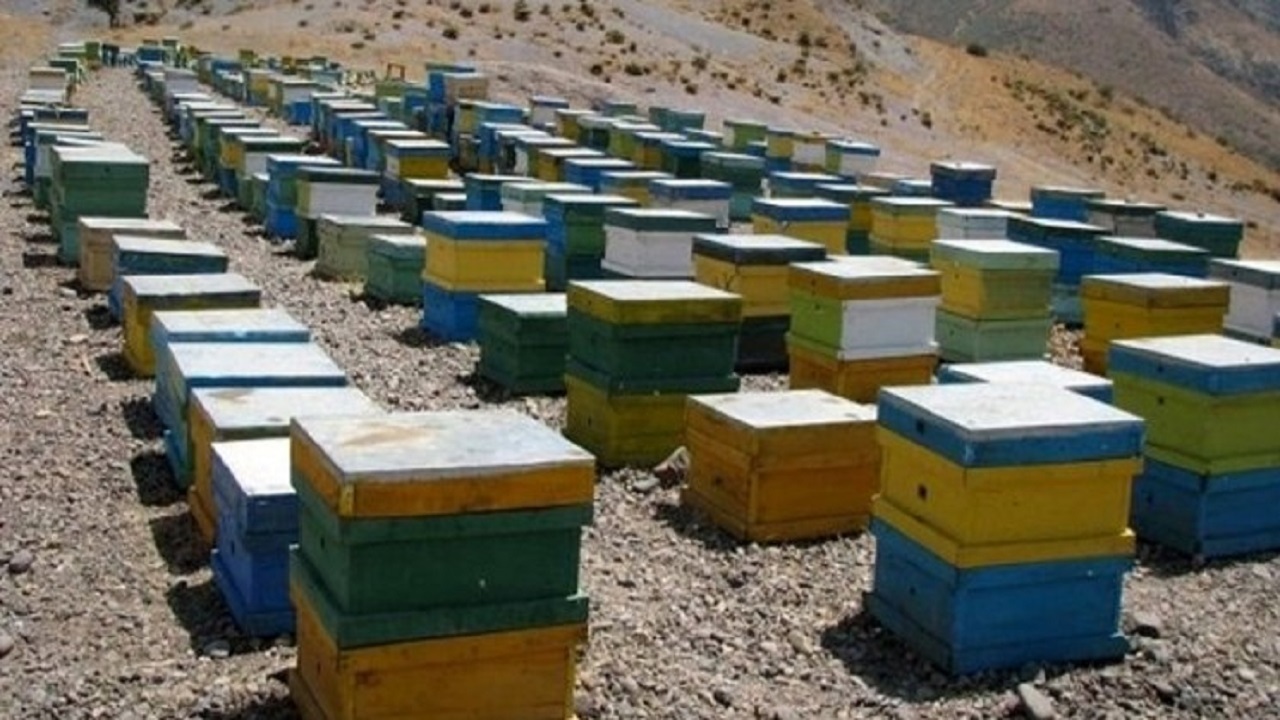 آغاز آمارگیری از زنبورستان‌های خراسان جنوبی