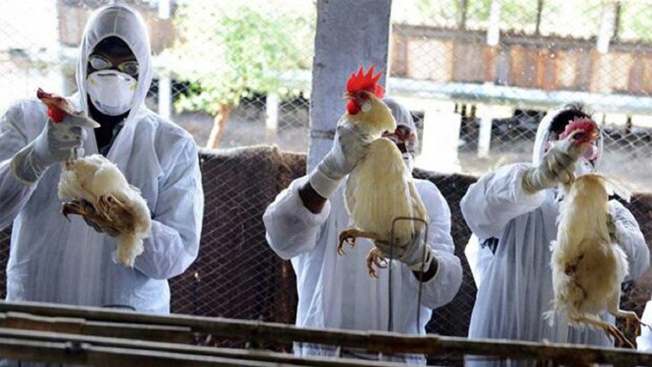 ابتلا به آنفلوانزای حاد پرندگان در استان گزارش نشده است