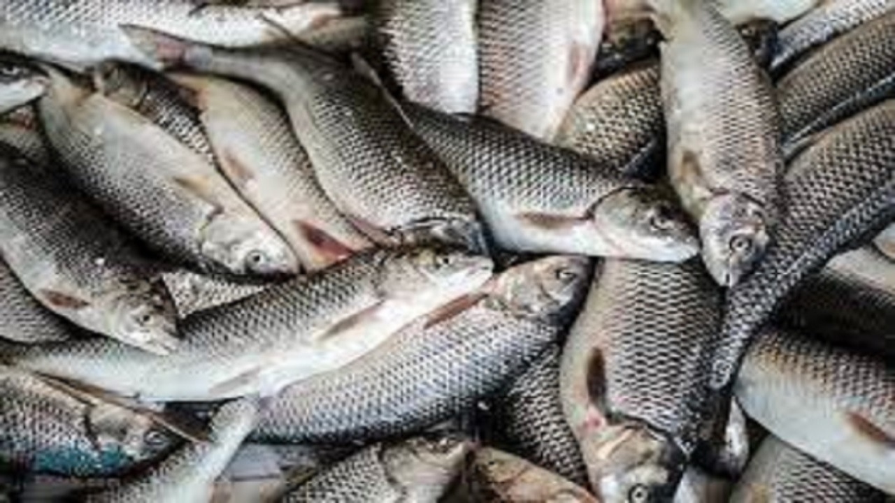 تولید ۱۲ هزار تن ماهی در اردبیل