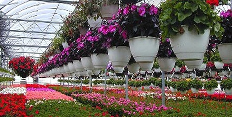 استان مرکزی رتبه اول تولید گل‌های فصلی و نشاعی