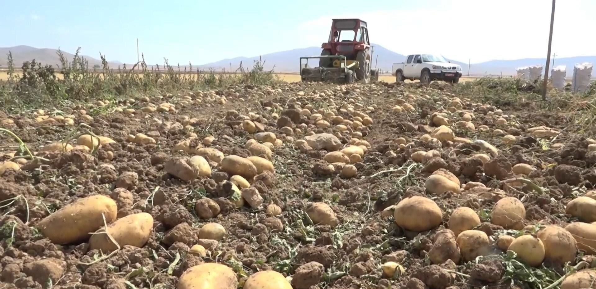 اغاز برداشت سیب زمینی در شهرستان بویین میاندشت