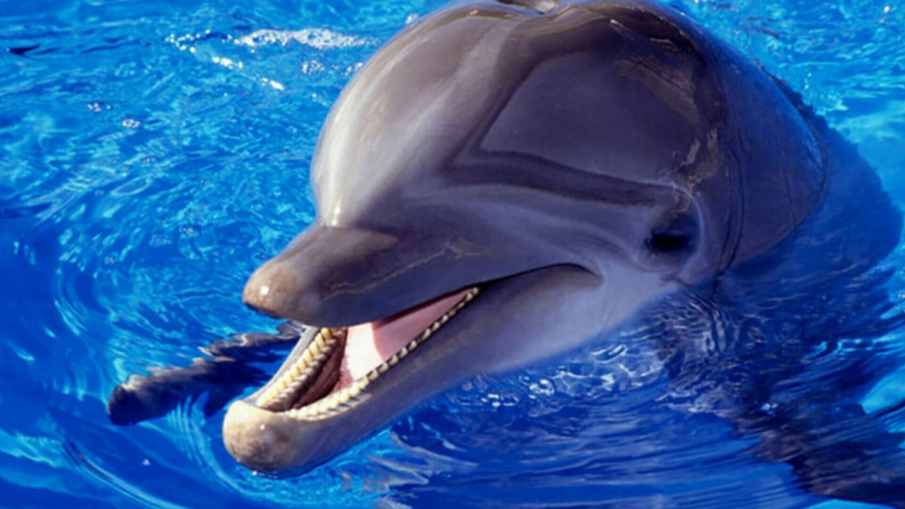 مسواک زدن دلفین را تا حالا دیده‌اید! + فیلم