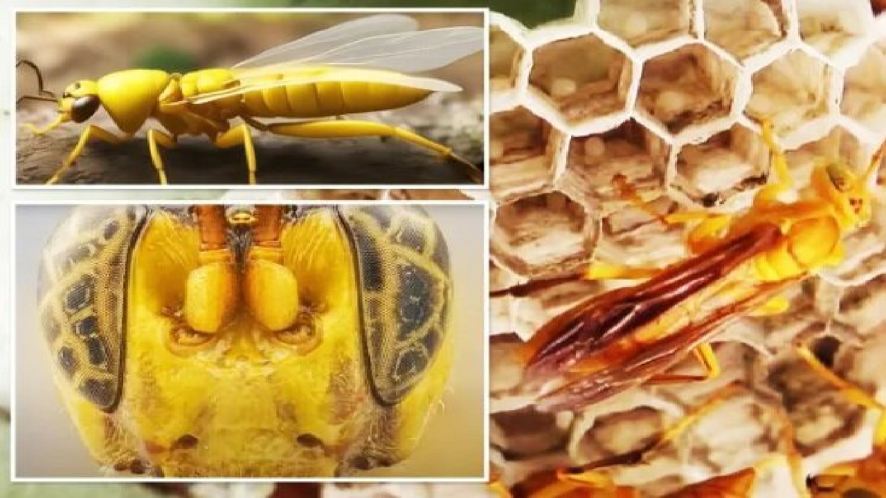 زنبوری که طعمه‌اش را از درون می‌خورد