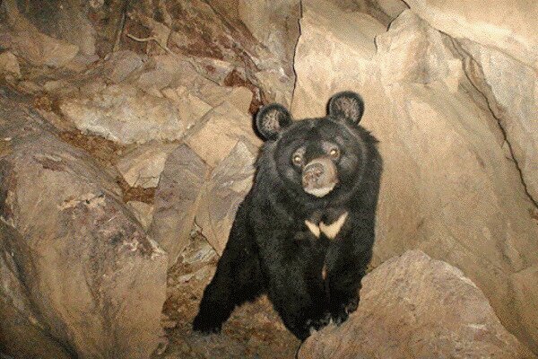 حمله یک قلاده خرس سیاه به یک بانوی رودانی
