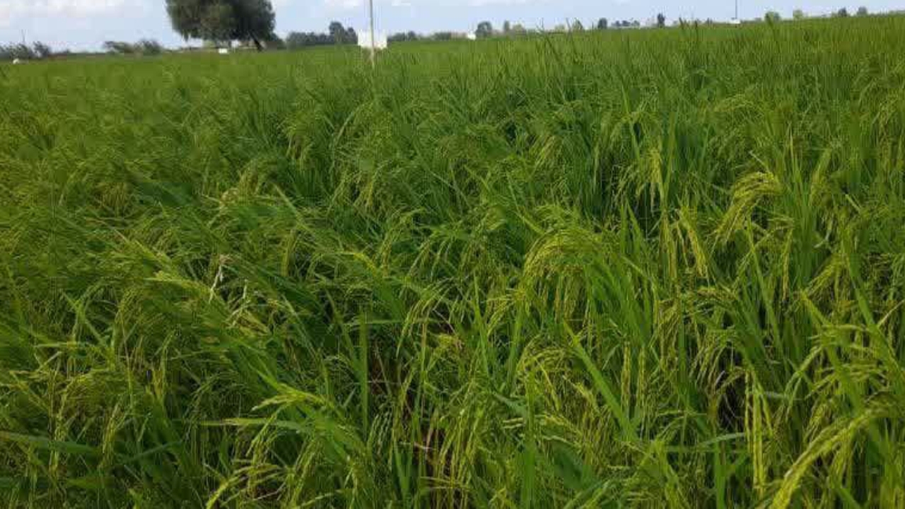 محلول پاشی مزارع کشت مجدد برنج با کود‌های ریز مغذی پتاس