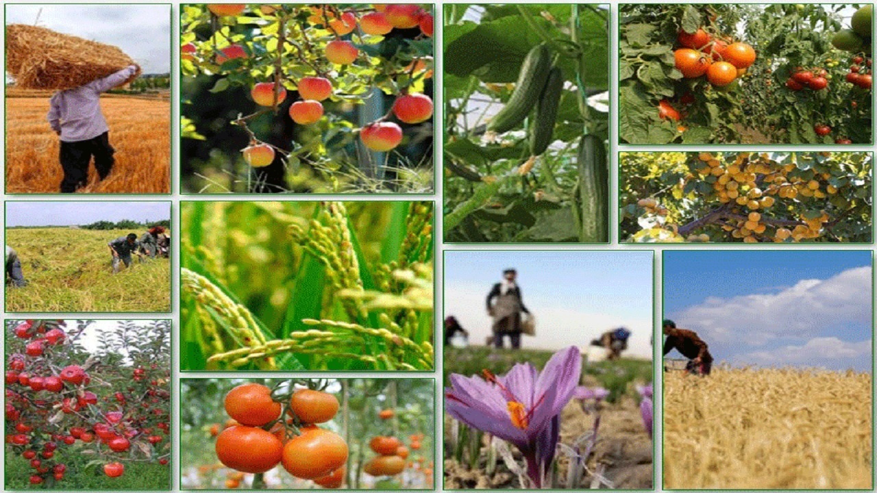 راهکار توسعه صادرات محصولات کشاورزی چیست؟