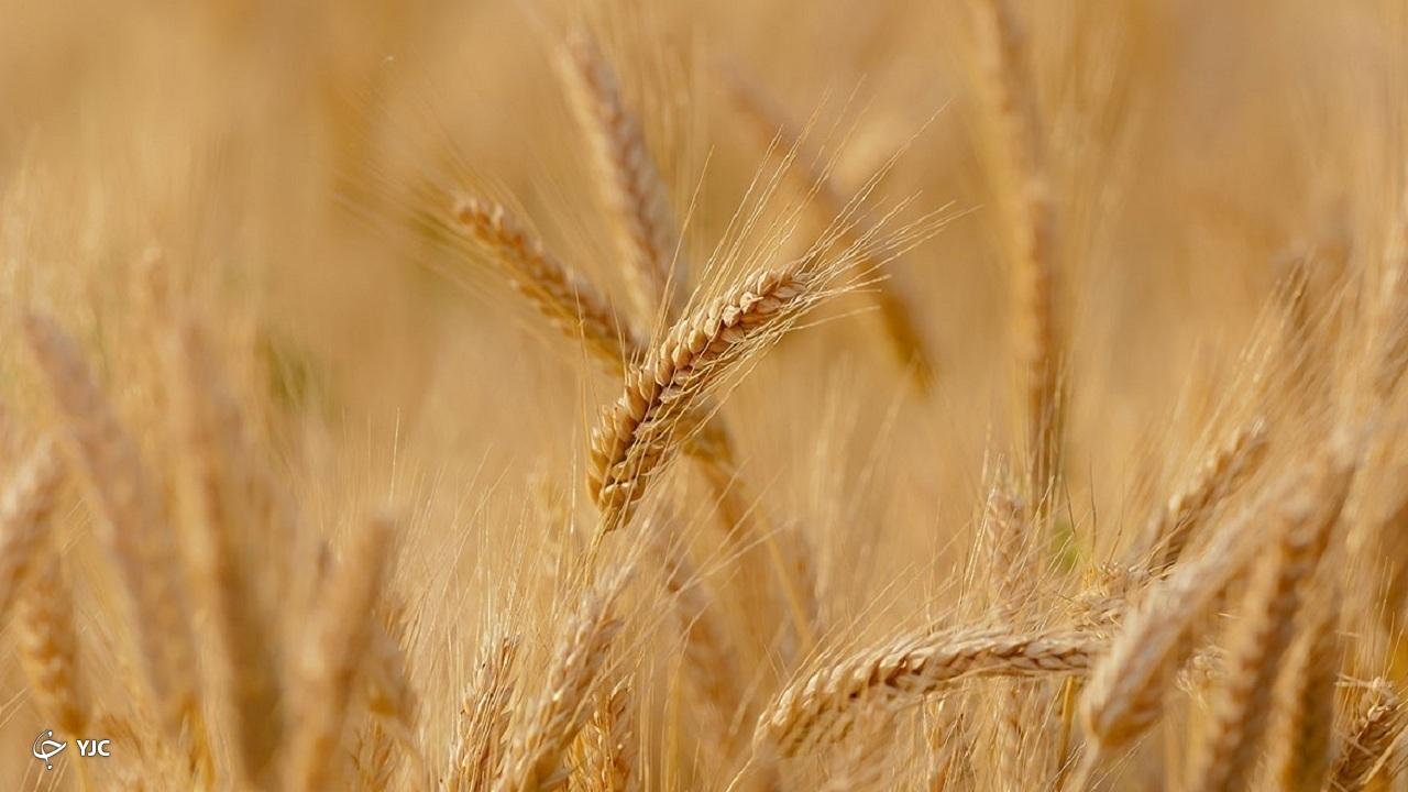 بوکان رتبه نخست تولید گندم در استان را کسب کرد